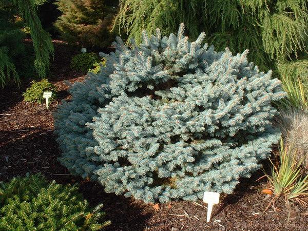 Picea Glauca - View 3 from www redcrocus com