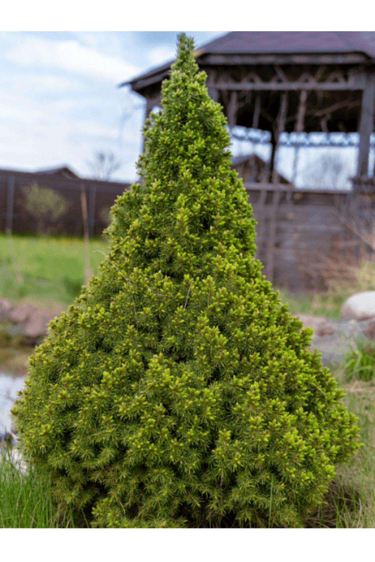 Picea Glauca - View 6 from www redcrocus com