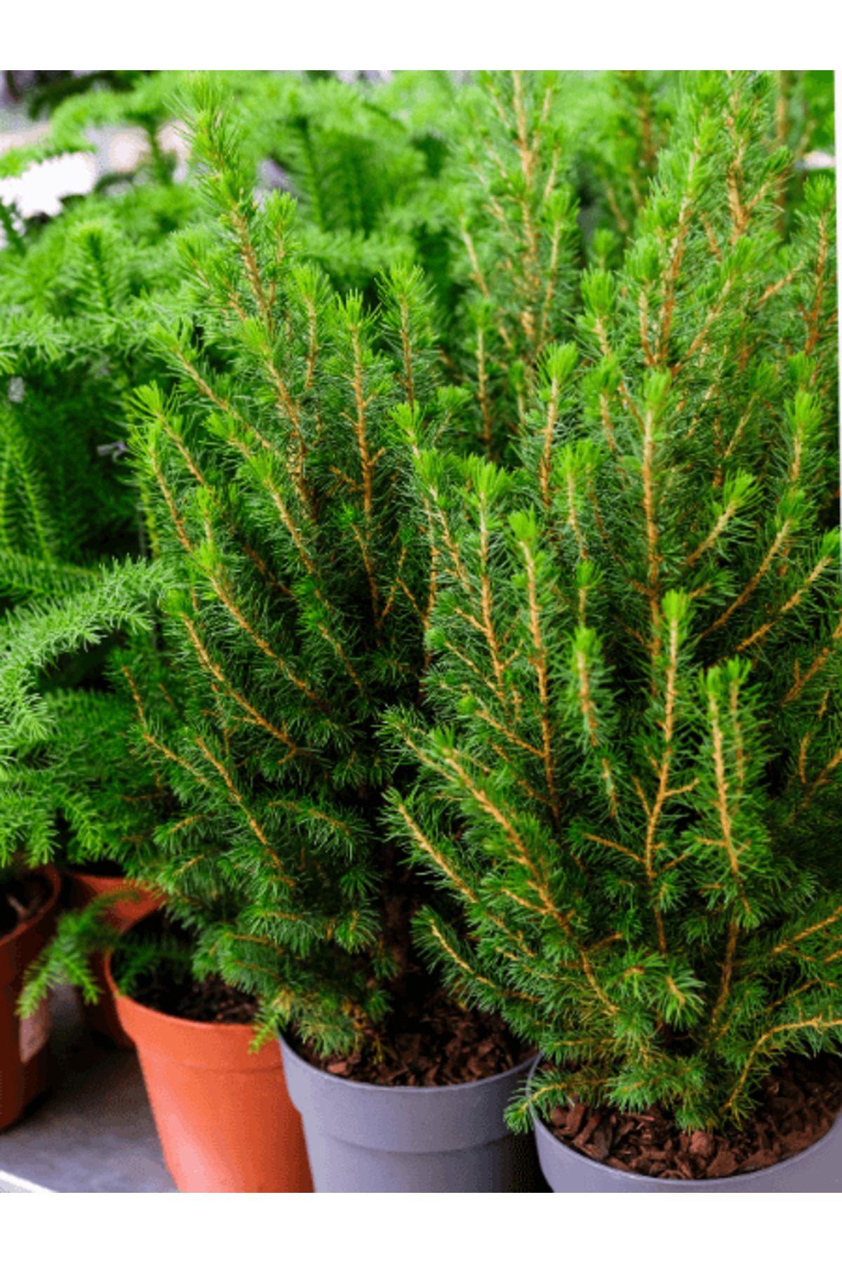 Picea Glauca - View 7 from www redcrocus com