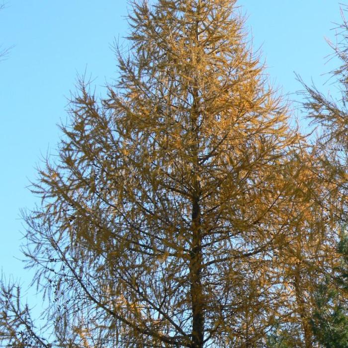 Picea Glauca - View 8 from www redcrocus com