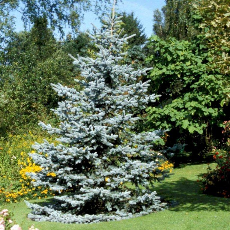 Picea Glauca - View 9 from www redcrocus com