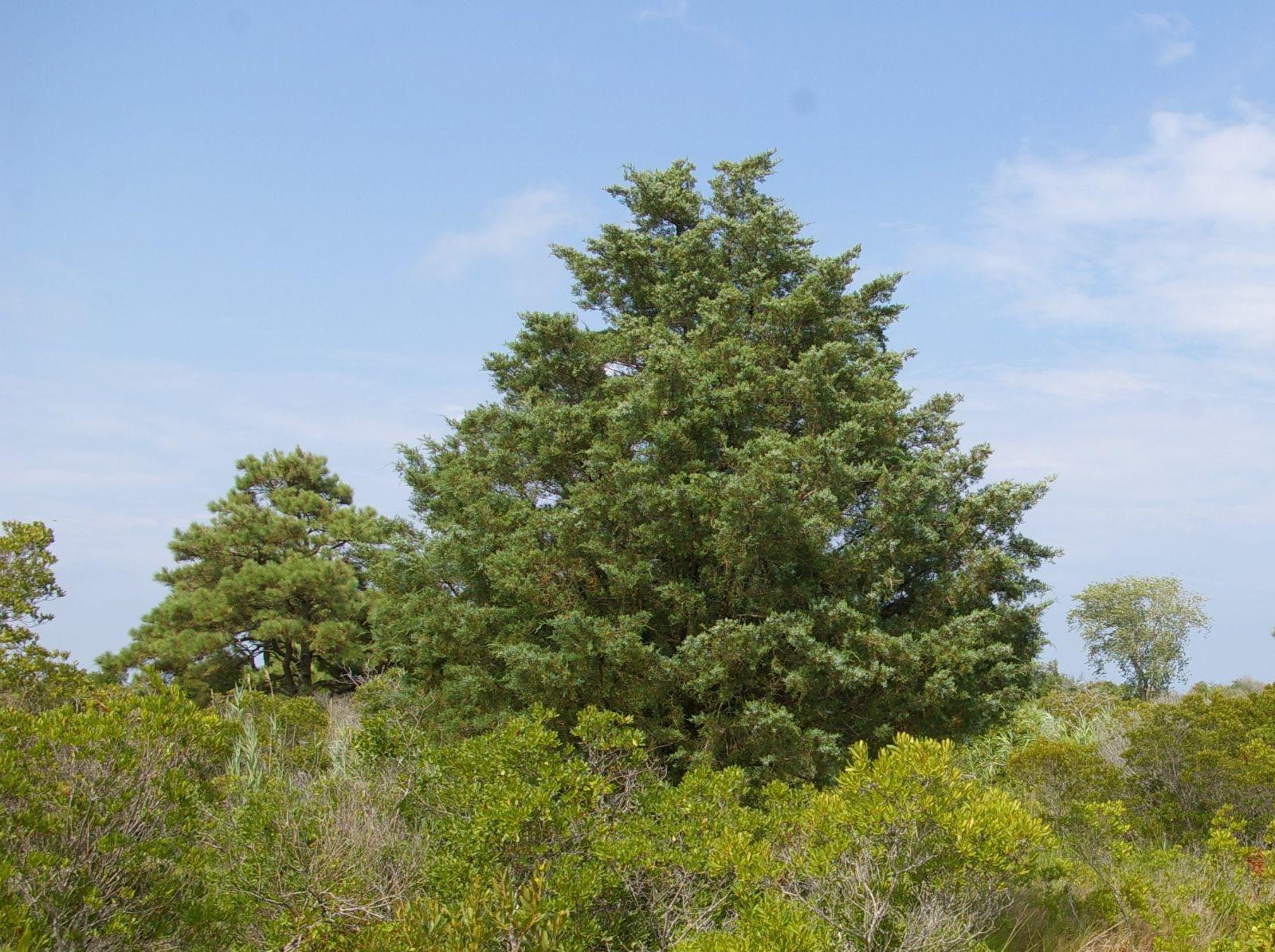 Juniperus Virginiana - View 12 from www redcrocus com