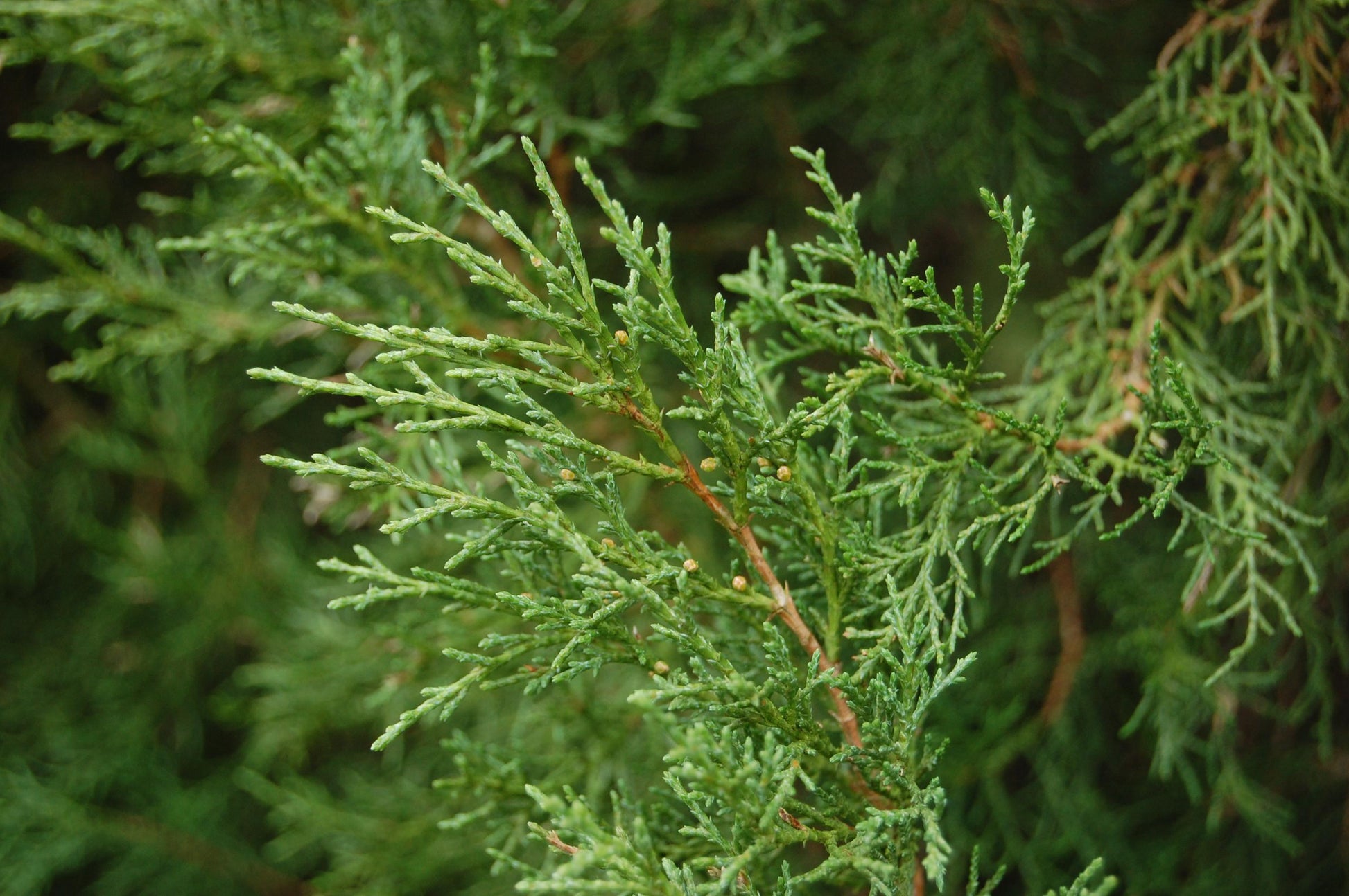 Juniperus Virginiana - View 23 from www redcrocus com