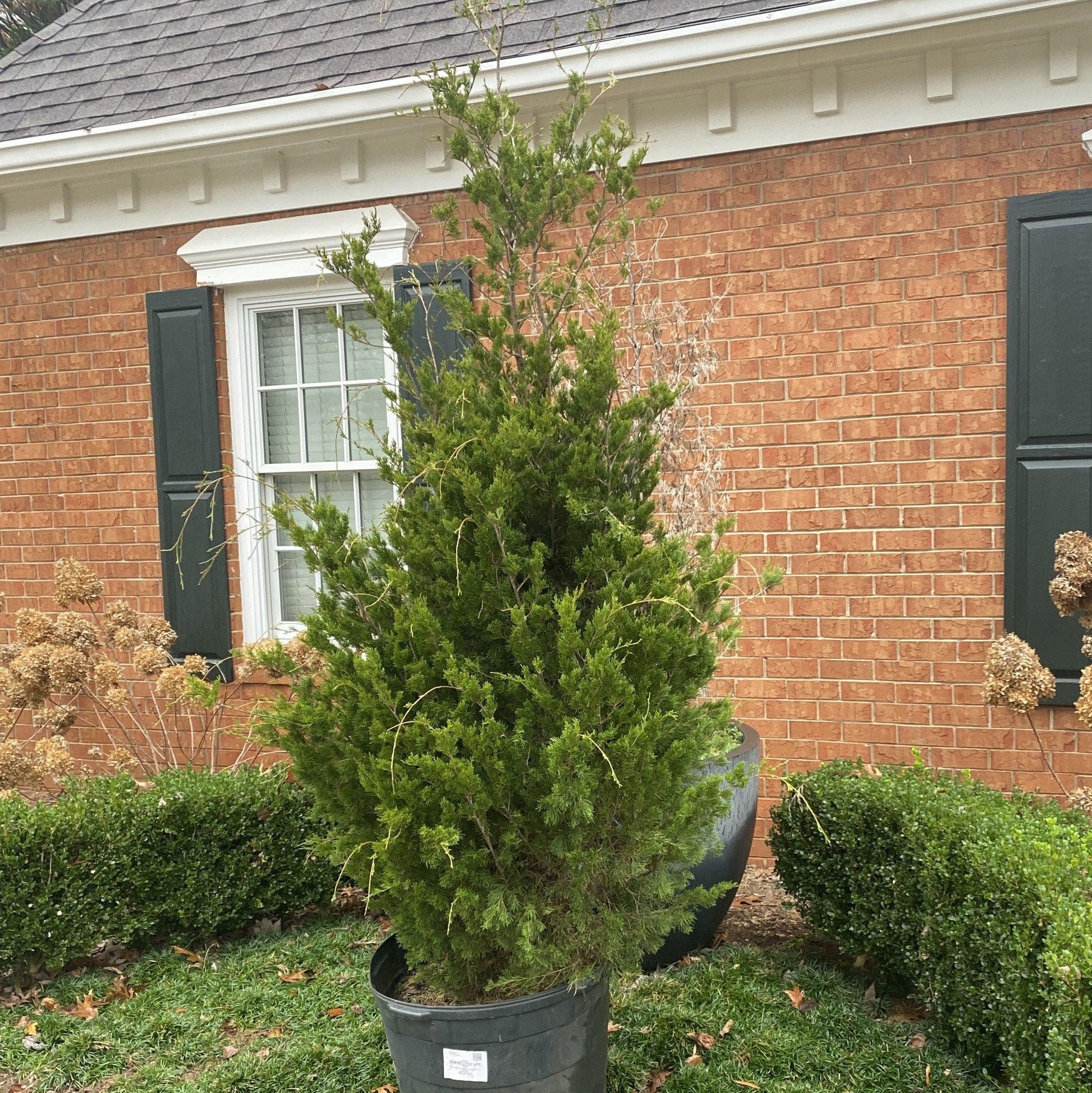 Juniperus Virginiana Brodie - View 10 from www redcrocus com