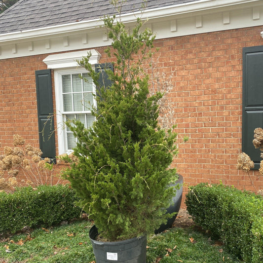 Juniperus Virginiana Brodie - View 10 from www redcrocus com