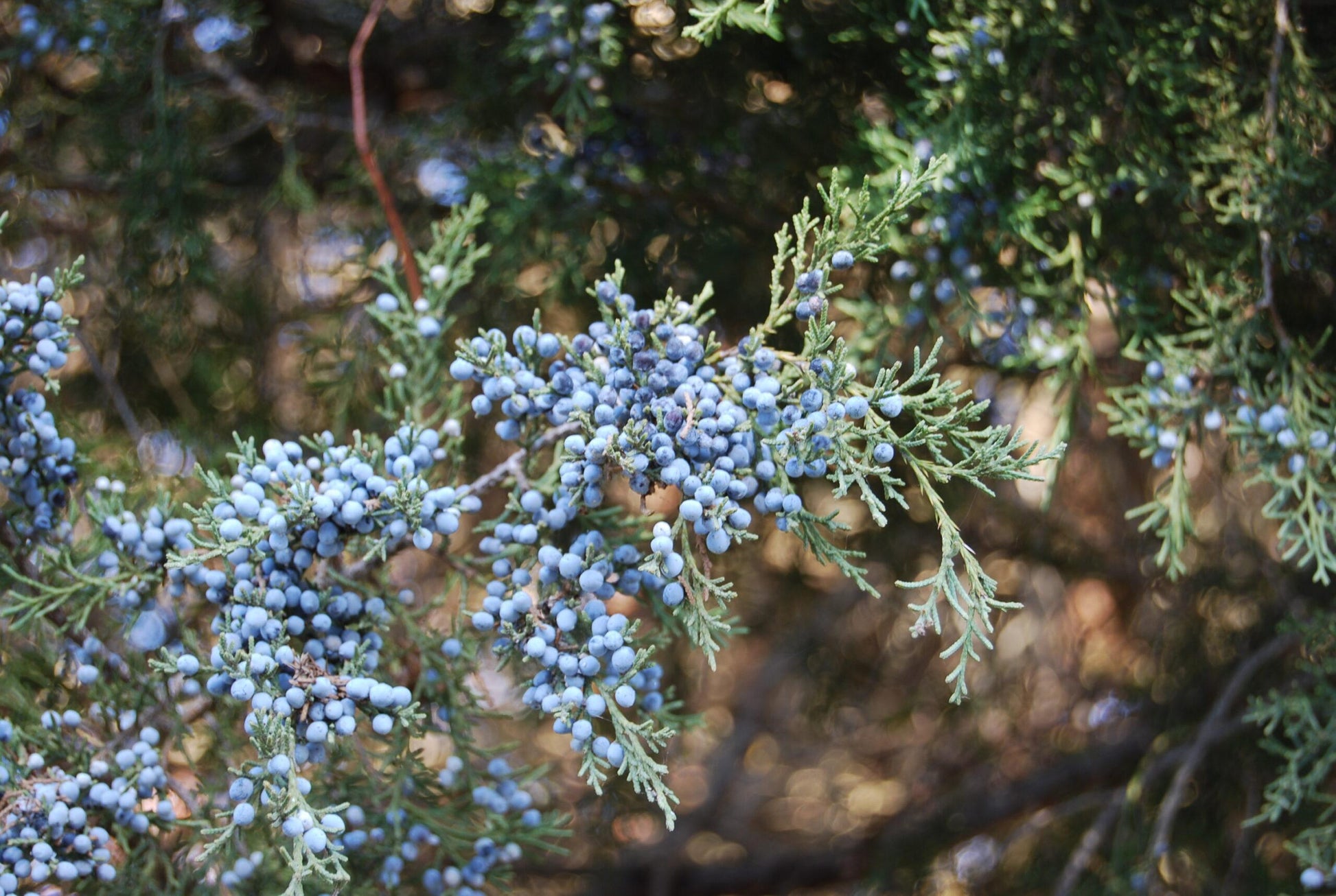 Juniperus Virginiana Brodie - View 11 from www redcrocus com