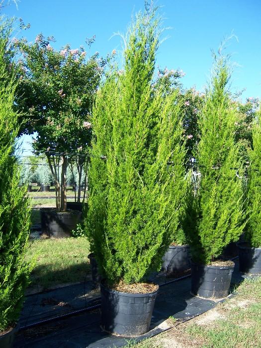 Juniperus Virginiana Brodie - View 13 from www redcrocus com