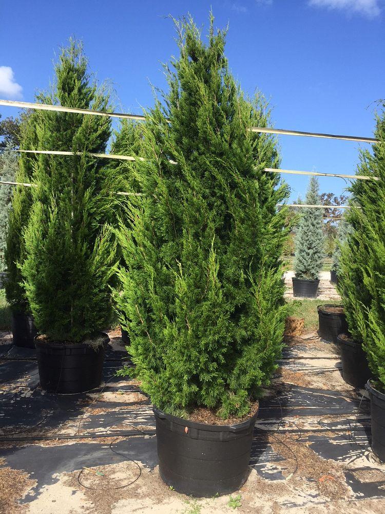 Juniperus Virginiana Brodie - View 14 from www redcrocus com