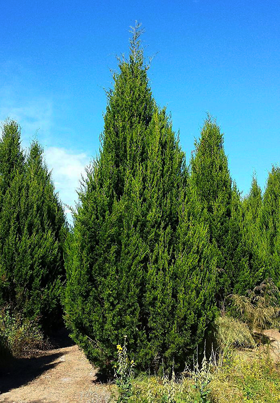 Juniperus Virginiana Brodie - View 14 from www redcrocus com