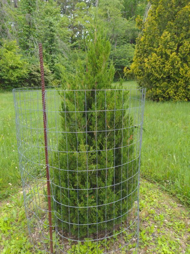 Juniperus Virginiana Brodie - View 15 from www redcrocus com