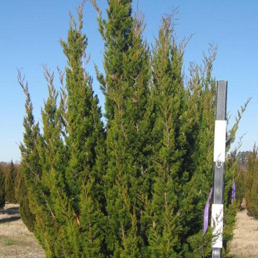 Juniperus Virginiana Brodie - View 17 from www redcrocus com