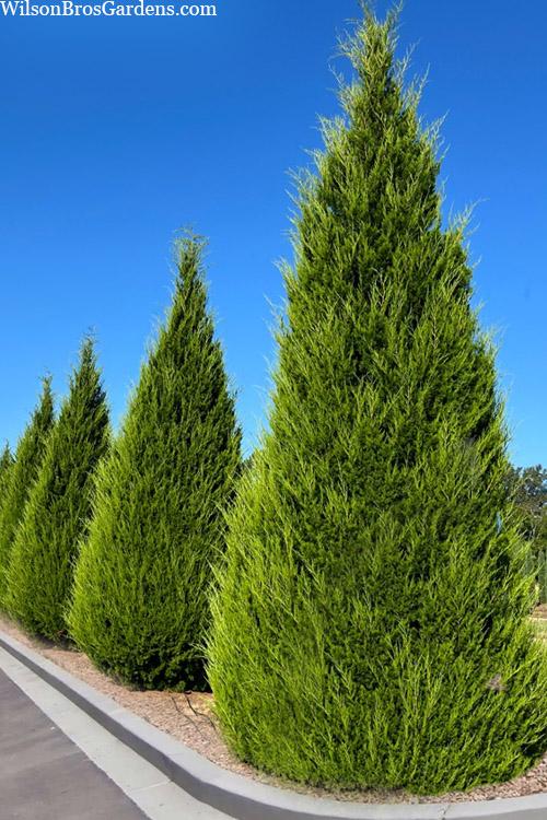 Juniperus Virginiana Brodie - View 18 from www redcrocus com