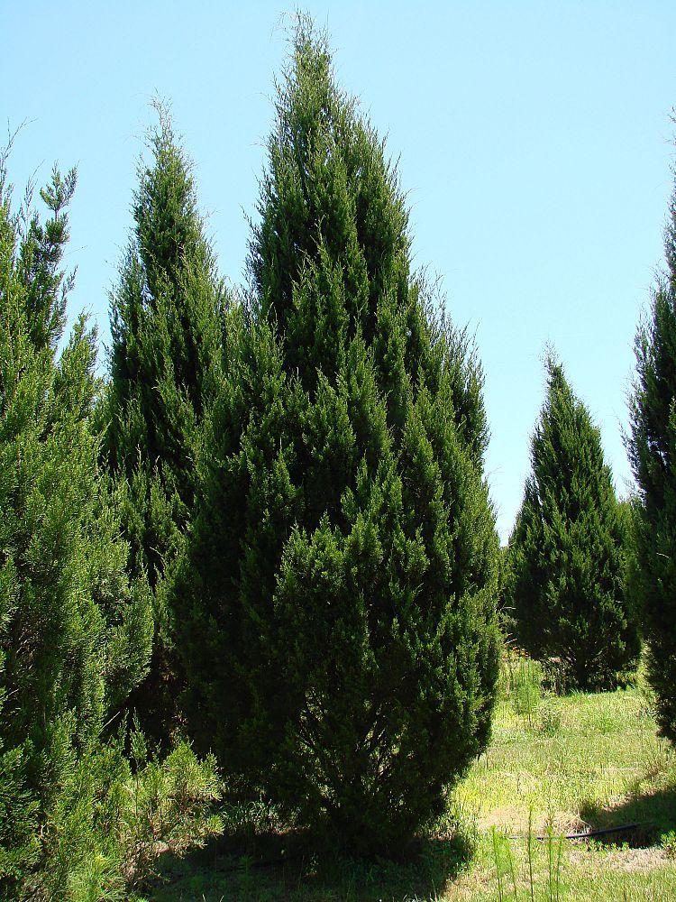 Juniperus Virginiana Brodie - View 19 from www redcrocus com