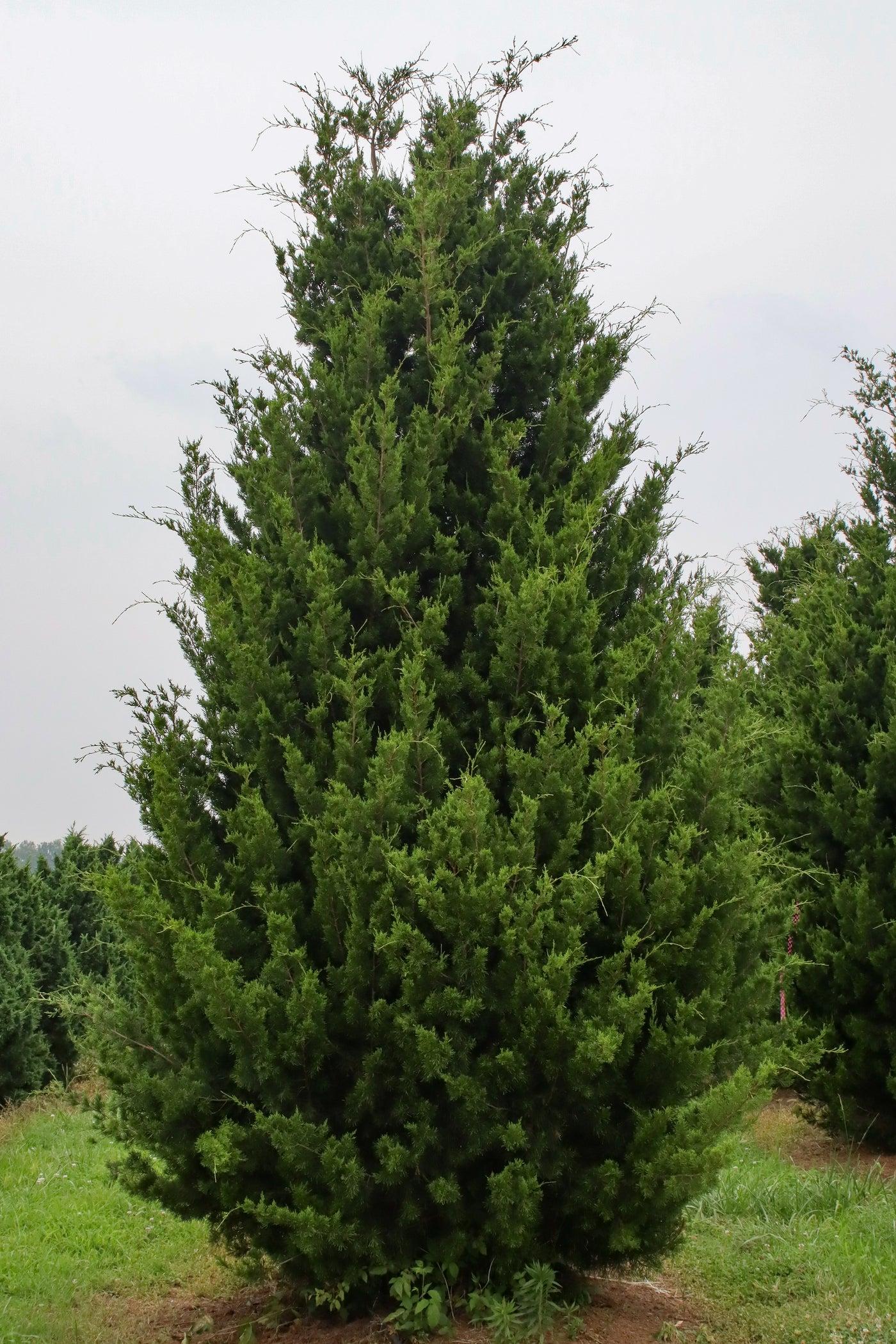 Juniperus Virginiana Brodie - View 3 from www redcrocus com