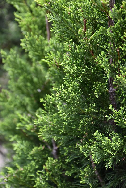 Juniperus Virginiana Brodie - View 7 from www redcrocus com