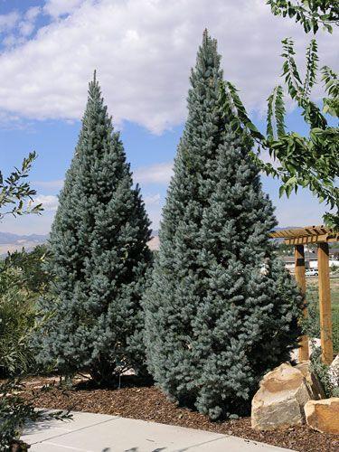 Picea Pungens 'iseli Fastigiata' - View 14 from www redcrocus com