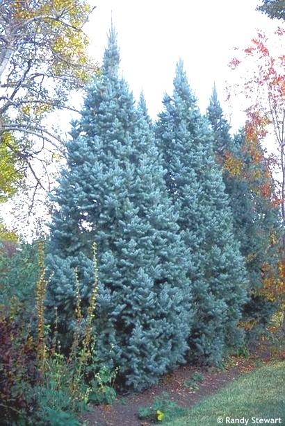 Picea Pungens 'iseli Fastigiata' - View 18 from www redcrocus com