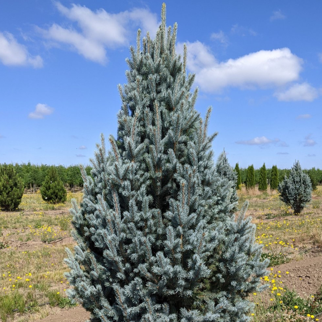 Picea Pungens 'iseli Fastigiata' - View 19 from www redcrocus com