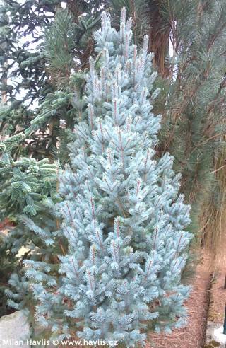 Picea Pungens 'iseli Fastigiata' - View 21 from www redcrocus com