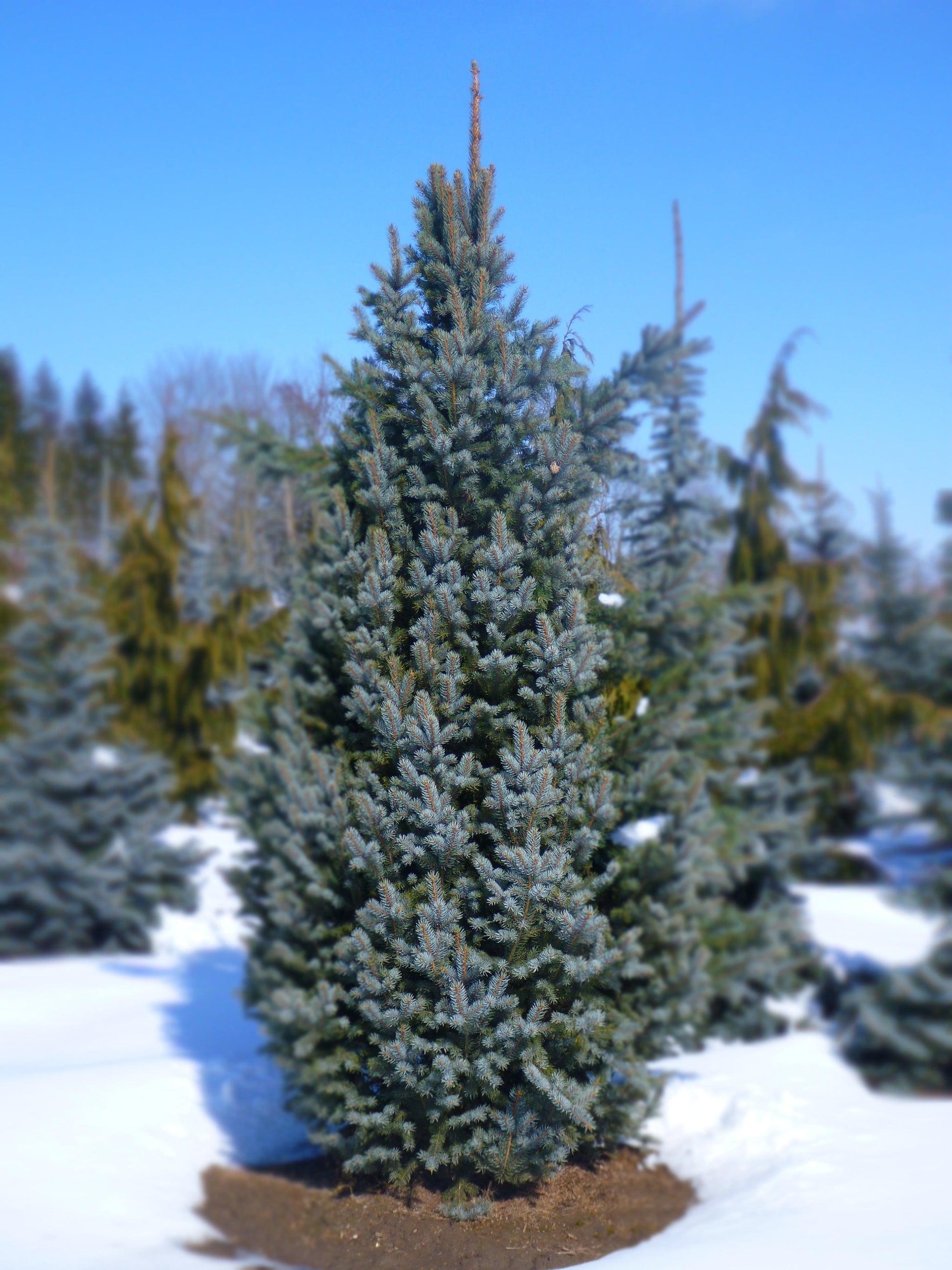 Picea Pungens 'iseli Fastigiata' - View 24 from www redcrocus com