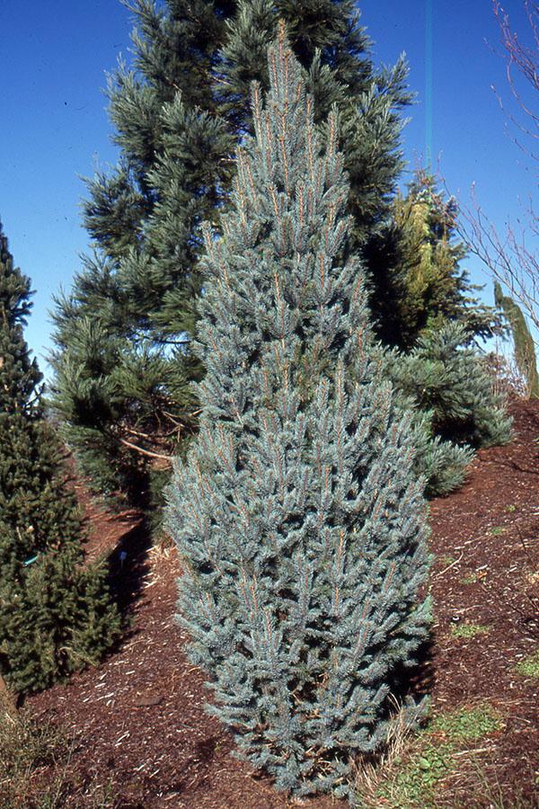 Picea Pungens 'iseli Fastigiata' - View 26 from www redcrocus com