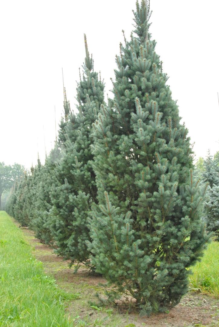 Picea Pungens 'iseli Fastigiata' - View 30 from www redcrocus com
