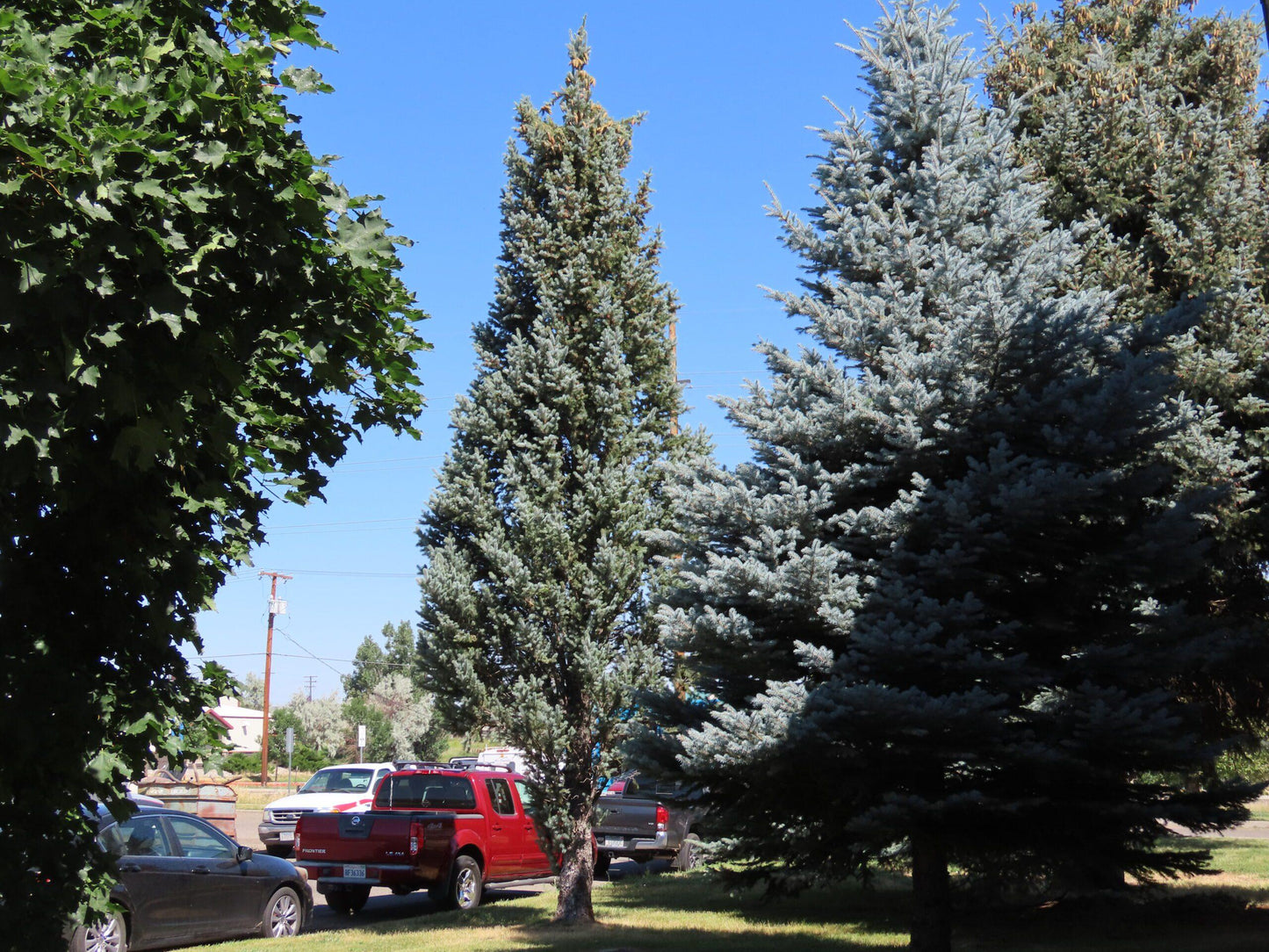 Picea Pungens 'iseli Fastigiata' - View 32 from www redcrocus com