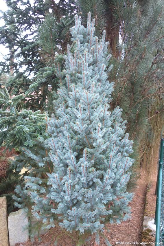 Picea Pungens 'iseli Fastigiata' - View 36 from www redcrocus com