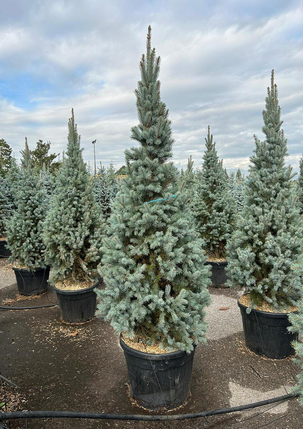 Picea Pungens 'iseli Fastigiata' - View 5 from www redcrocus com