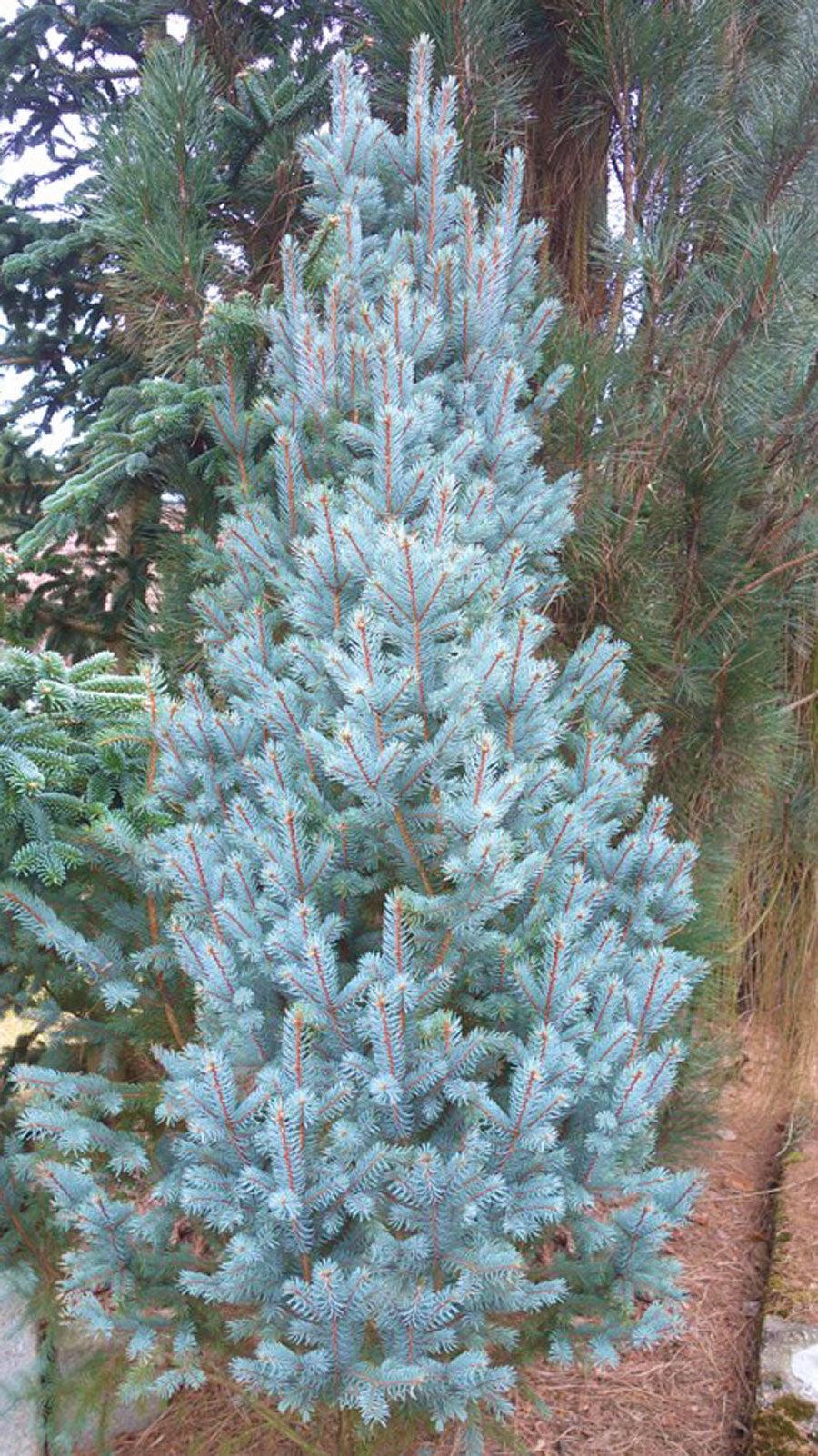 Picea Pungens 'iseli Fastigiata' - View 6 from www redcrocus com