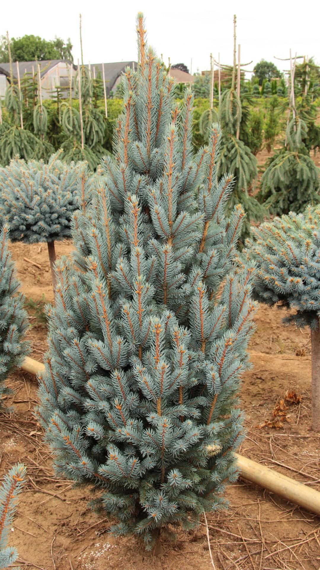 Picea Pungens 'iseli Fastigiata' - View 7 from www redcrocus com