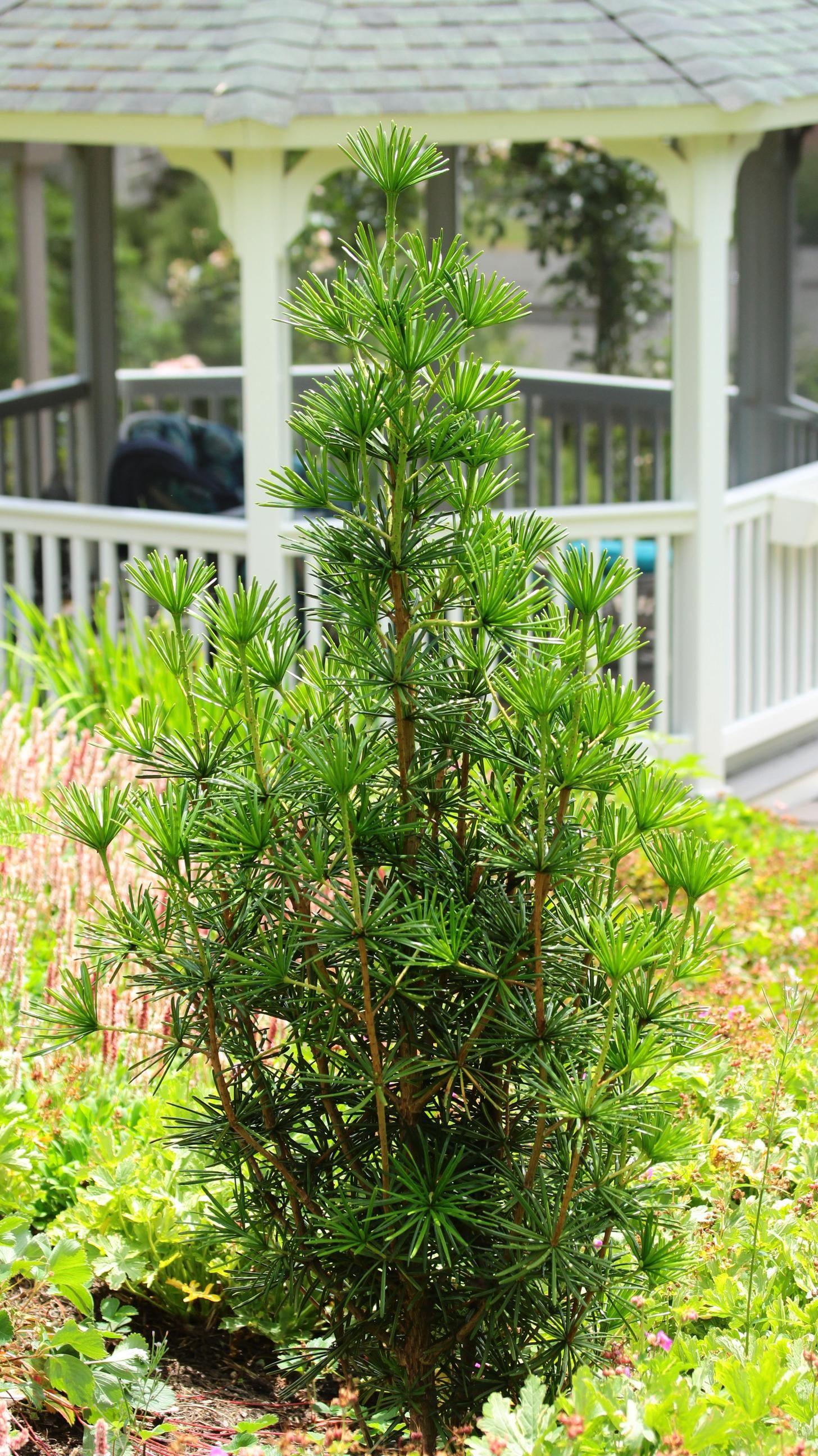 Sciadopitys Verticillata - View 11 from www redcrocus com
