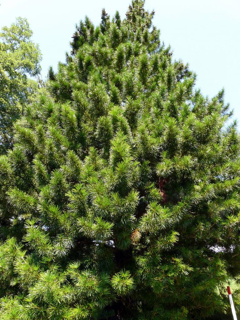 Sciadopitys Verticillata - View 14 from www redcrocus com