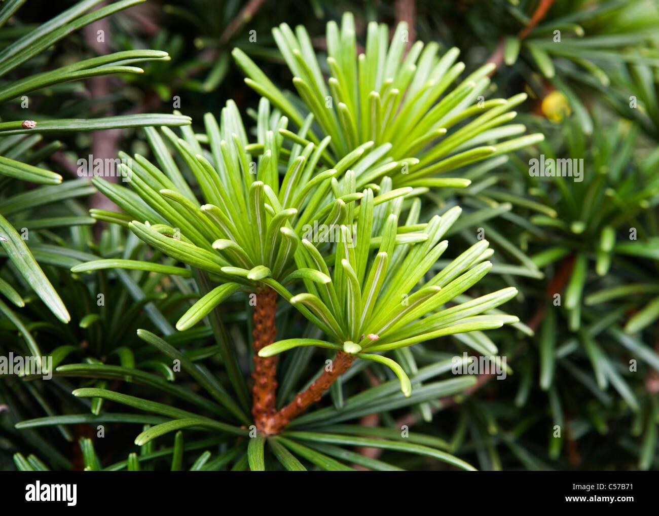 Sciadopitys Verticillata - View 15 from www redcrocus com