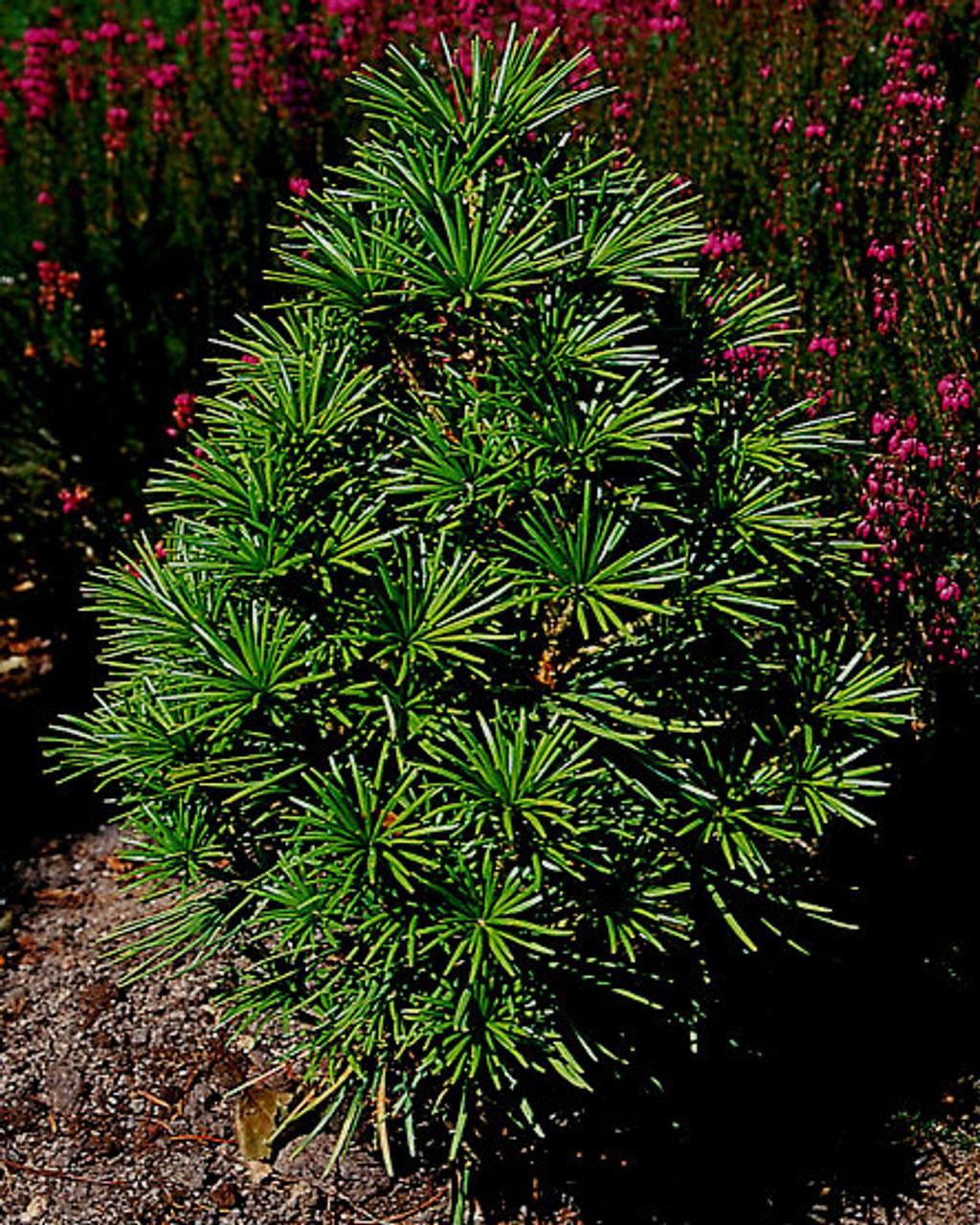 Sciadopitys Verticillata - View 16 from www redcrocus com