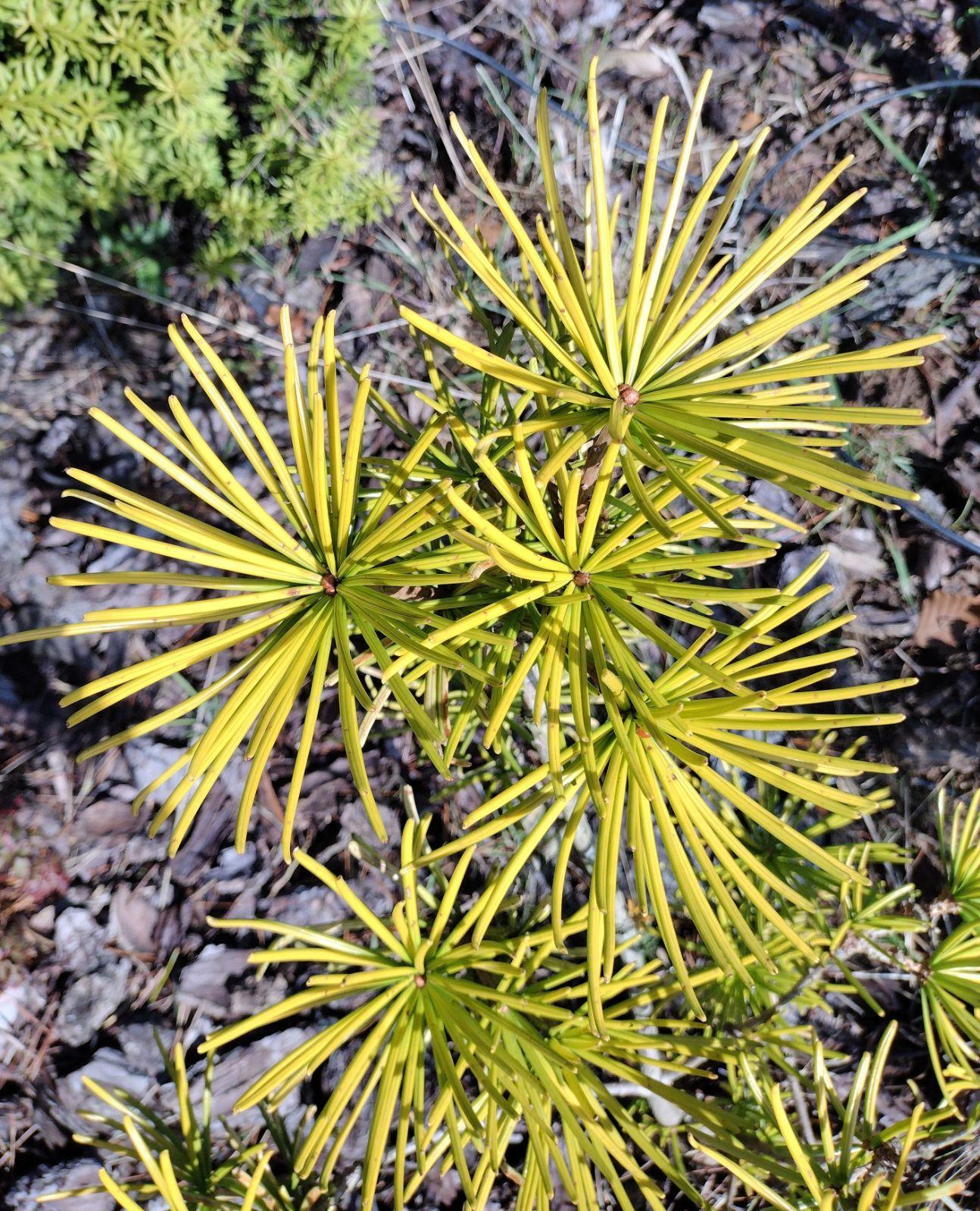 Sciadopitys Verticillata - View 6 from www redcrocus com