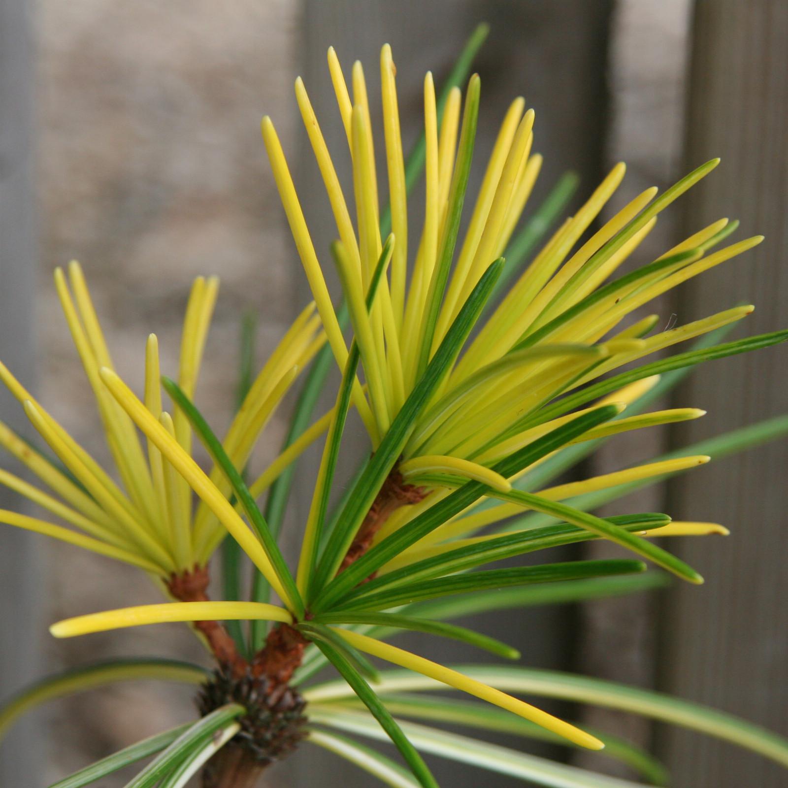 Sciadopitys Verticillata - View 8 from www redcrocus com