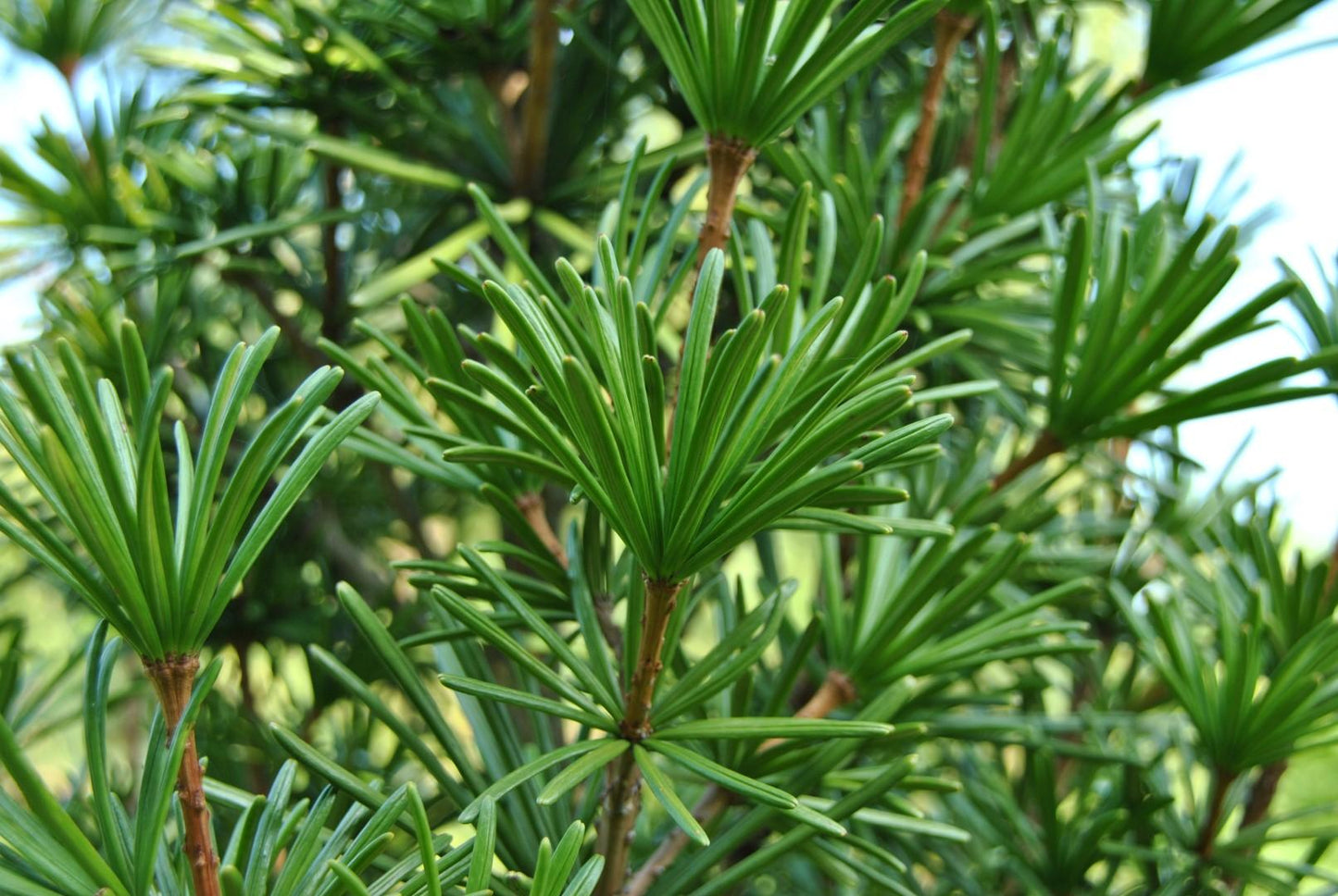 Sciadopitys Verticillata - View 9 from www redcrocus com