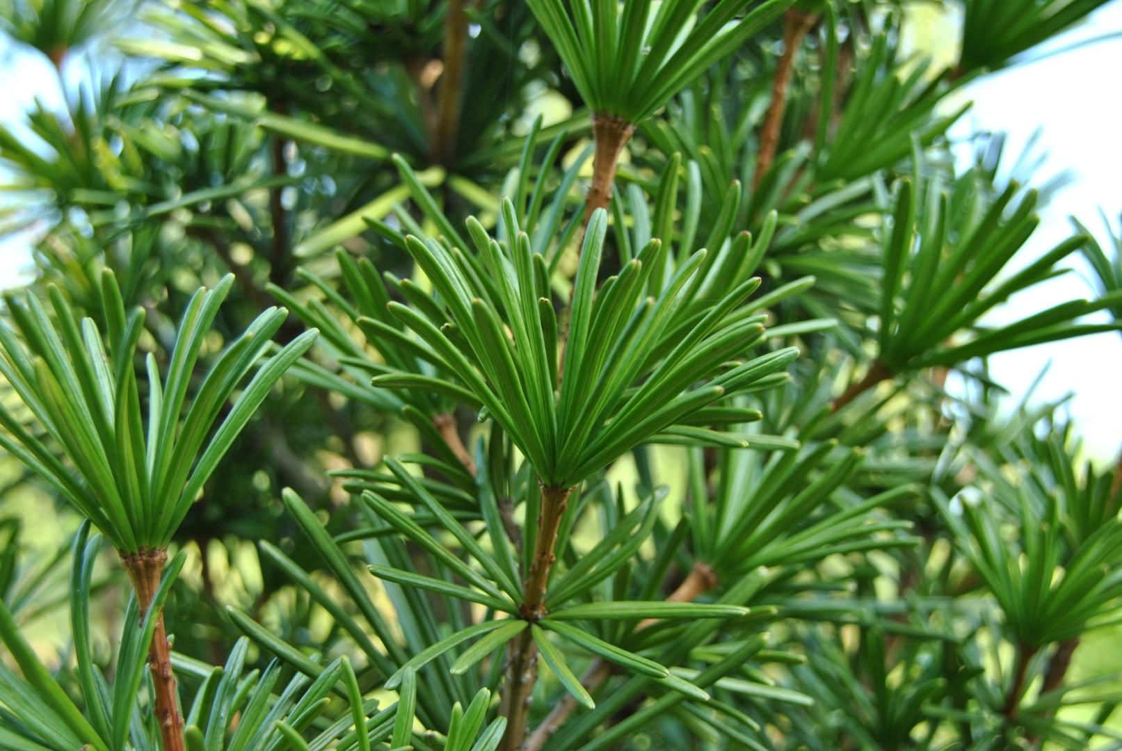 Sciadopitys Verticillata - View 9 from www redcrocus com