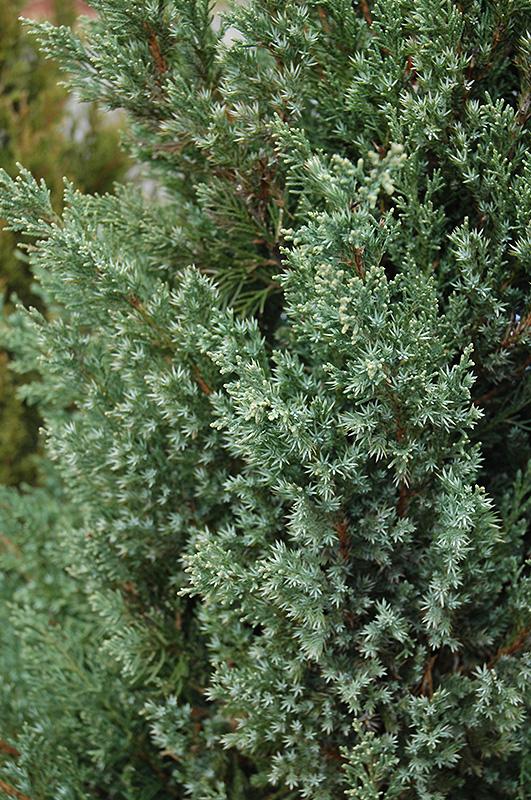 Juniperus Chinensis Mountbatten - View 11 from www redcrocus com