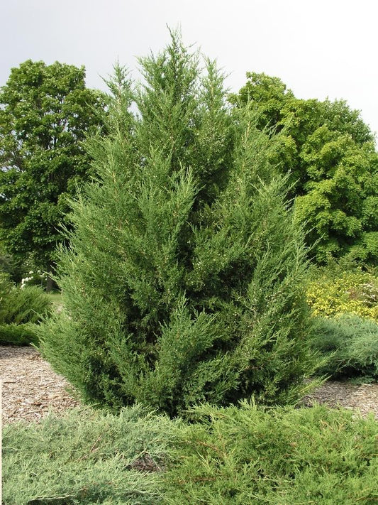 Juniperus Chinensis Mountbatten - View 1 from www redcrocus com
