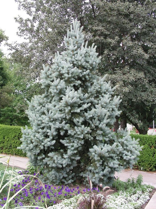 Picea Pungens Iseli Fastigiata - View 10 from www redcrocus com
