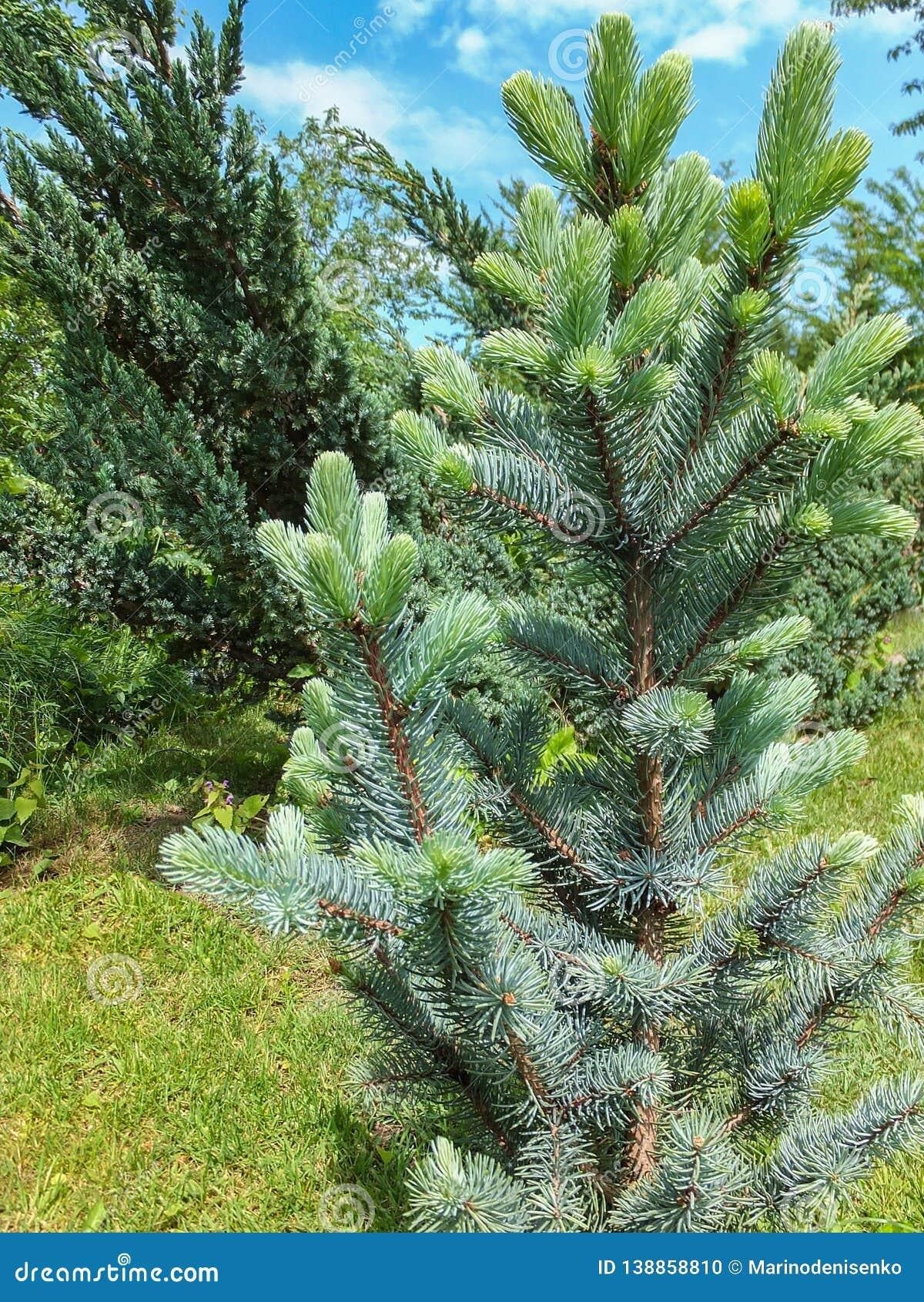 Picea Pungens Iseli Fastigiata - View 12 from www redcrocus com