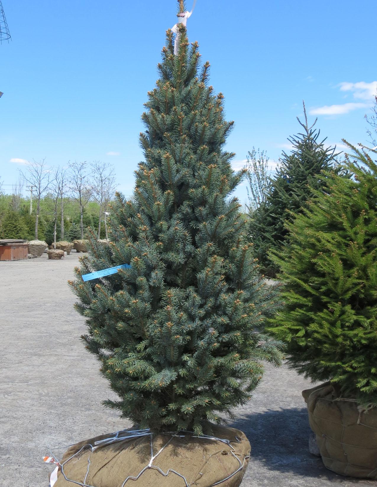 Picea Pungens Iseli Fastigiata - View 15 from www redcrocus com