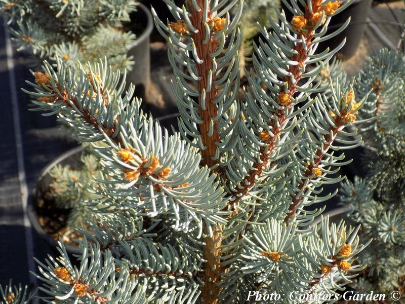 Picea Pungens Iseli Fastigiata - View 18 from www redcrocus com