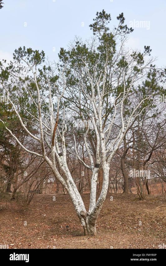 Pinus Bungeana - View 10 from www redcrocus com