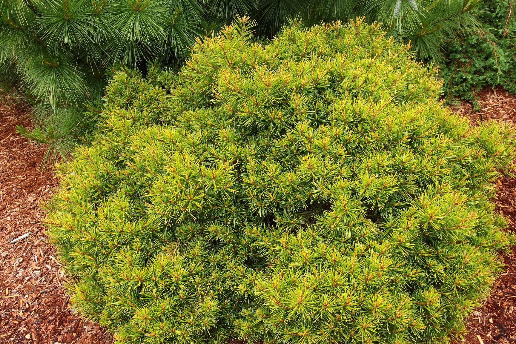 Pinus Bungeana - View 11 from www redcrocus com