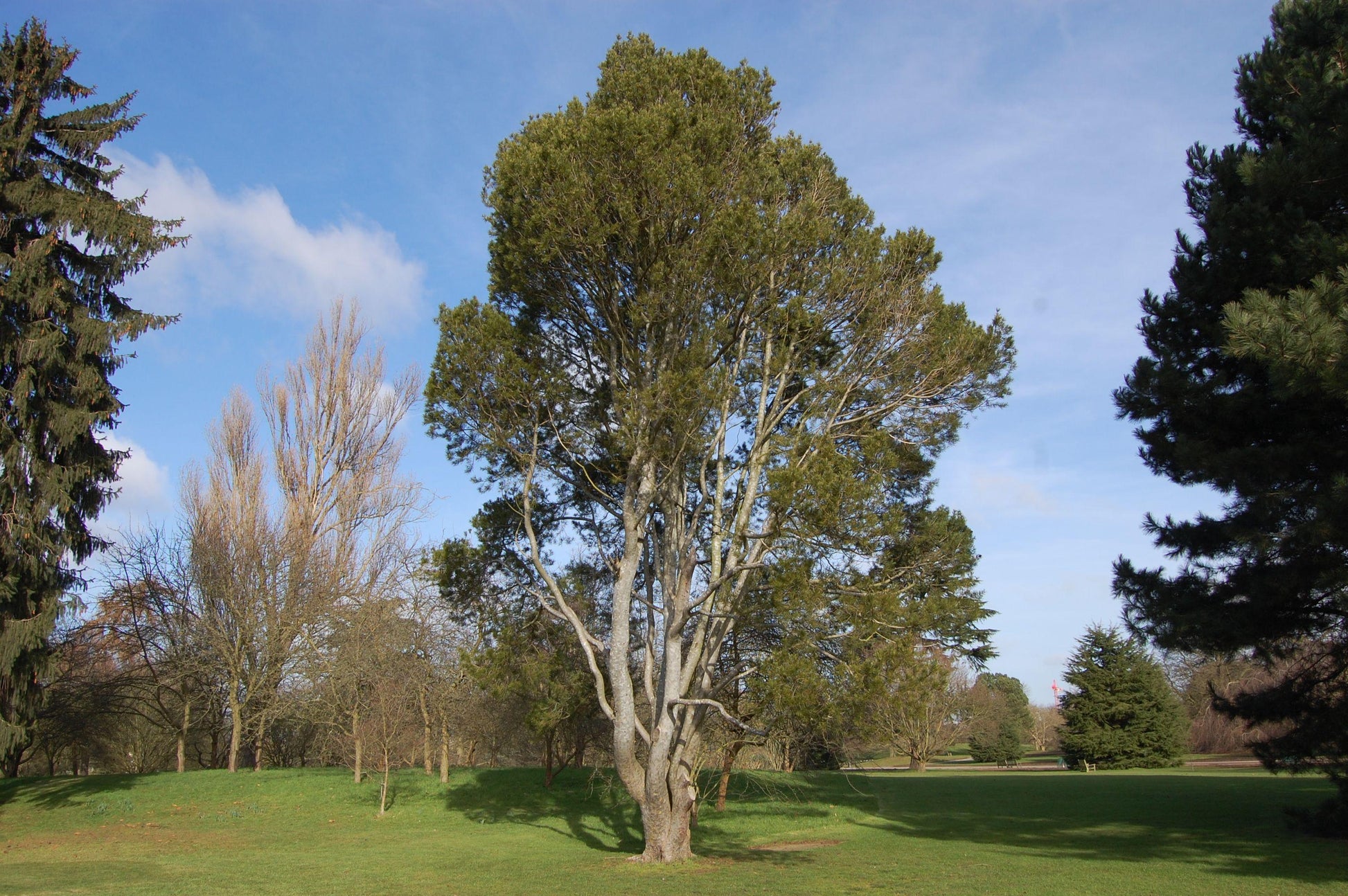 Pinus Bungeana - View 15 from www redcrocus com
