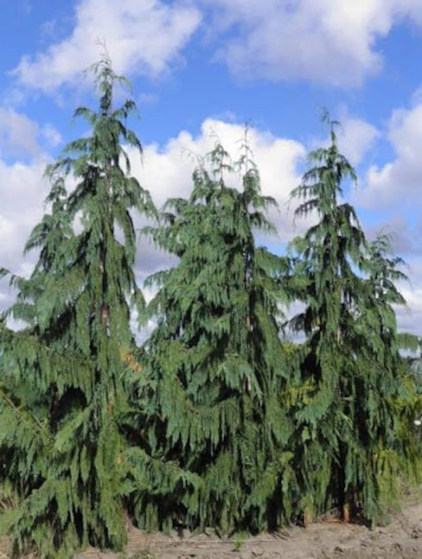 Chamaecyparis Nootkatensis Glauca Pendula - View 14 from www redcrocus com
