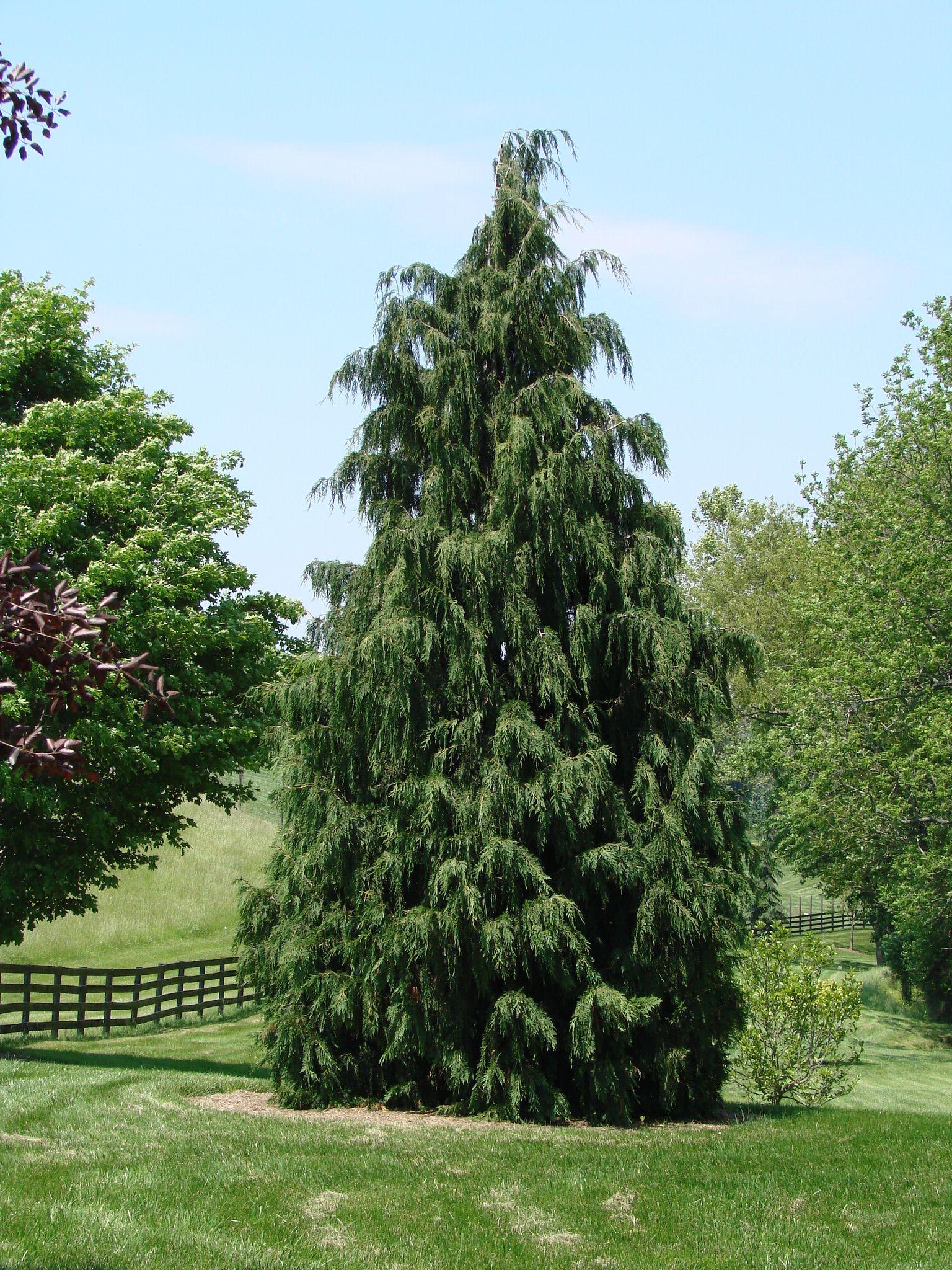 Chamaecyparis Nootkatensis Glauca Pendula - View 16 from www redcrocus com